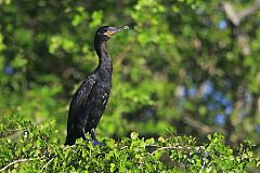 Neotropic Cormorant